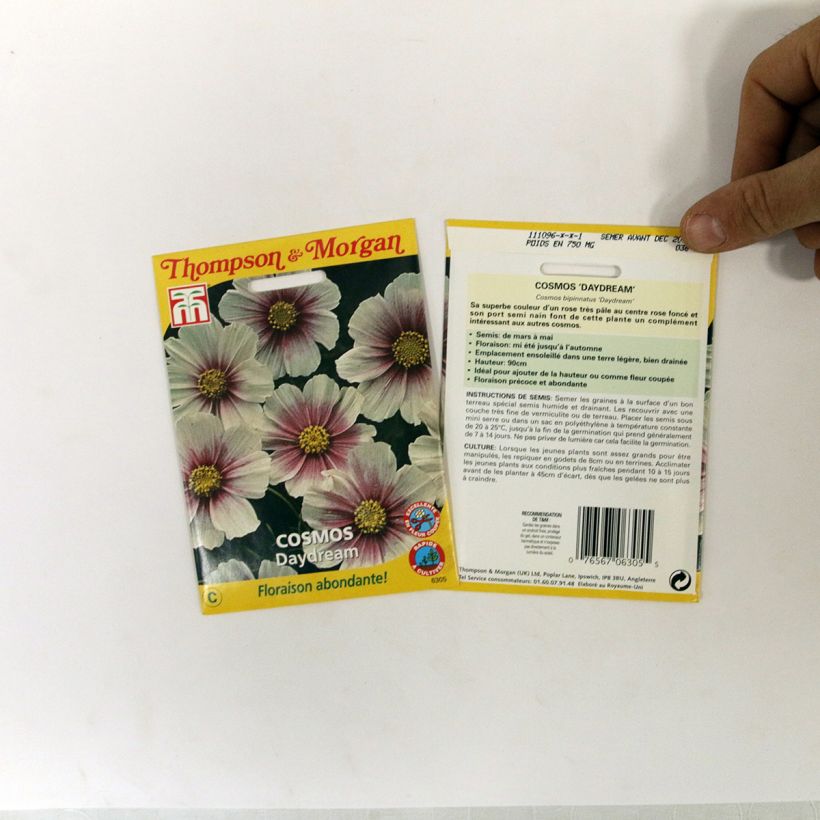 Esimerkki toimitetusta Kosmoskukka Daydream (siemenet) per pack of 36 seeds-taimesta