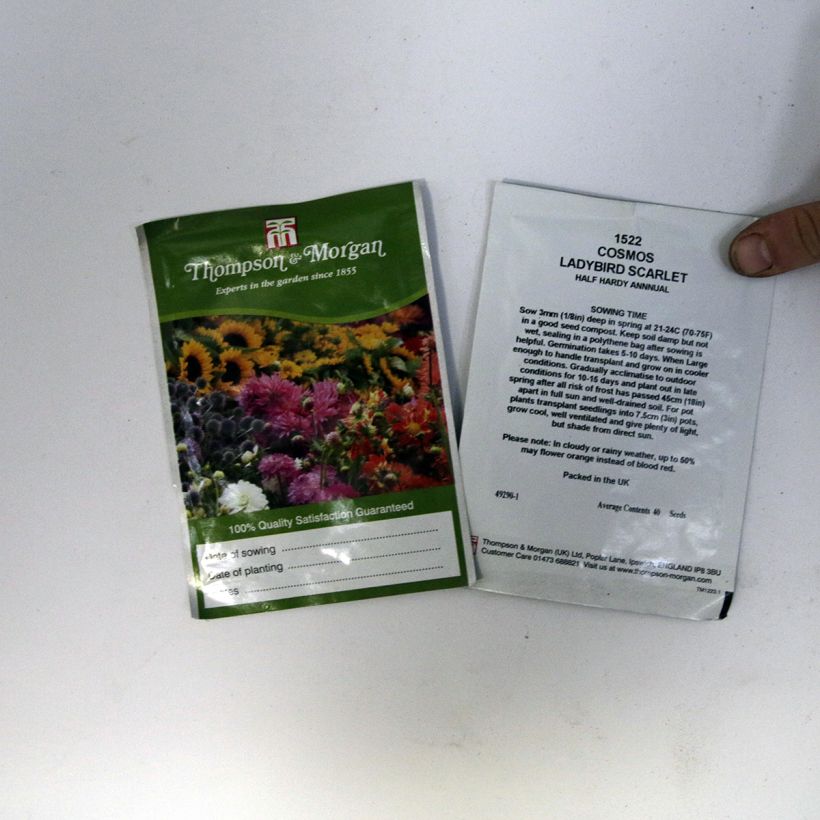 Esimerkki toimitetusta Keltakosmos Dwarf Ladybird Scarlet (siemenet) per pack of 50 seeds (0,5g)-taimesta