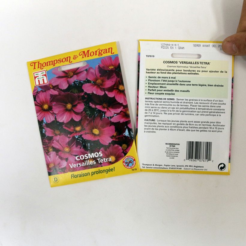 Esimerkki toimitetusta Kosmoskukka Versailles Tetra (siemenet) per pack of 60 seeds-taimesta