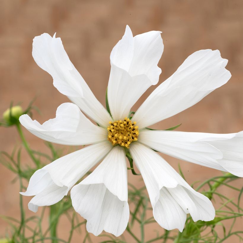 Kosmoskukka Pinwheel White (siemenet) (Kukinta)