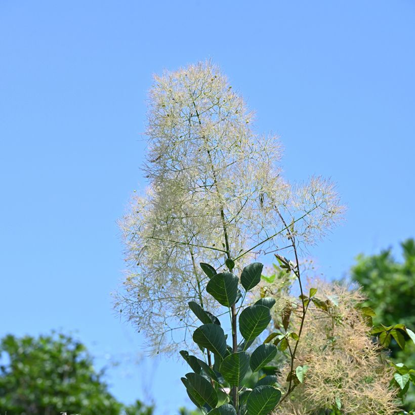 Peruukkipensas (siemenet) - Cotinus coggygria (Kukinta)