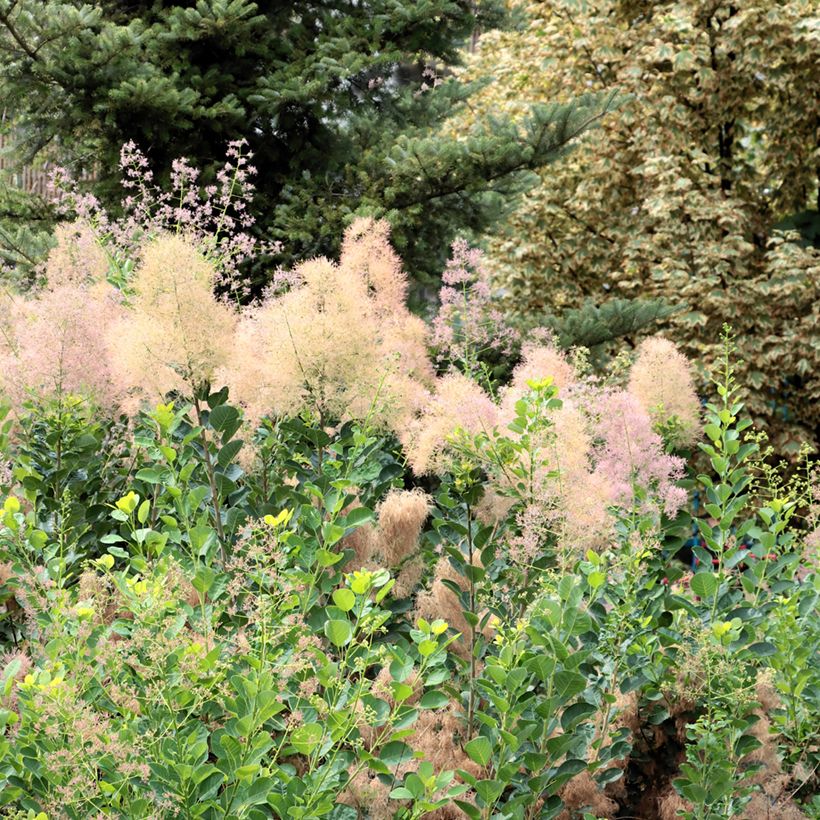 Peruukkipensas (siemenet) - Cotinus coggygria (Kasvutapa)
