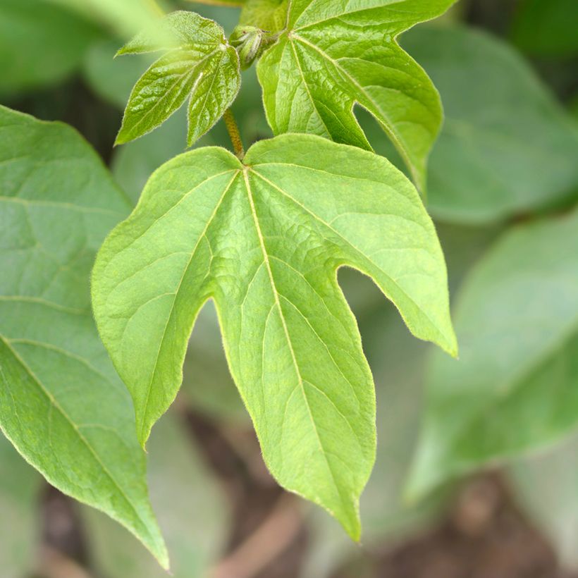 Intianpuuvilla (siemenet) - Gossypium herbaceum (Lehvistö)