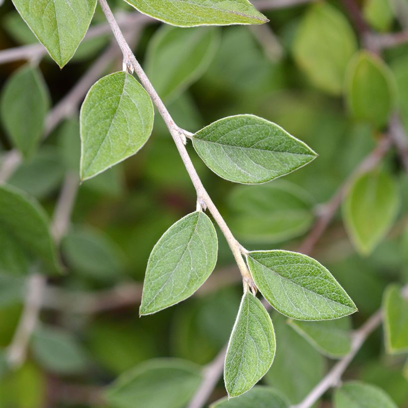 Tuhkapensaa (siemenet) - Cotoneaster franchetii (Lehvistö)