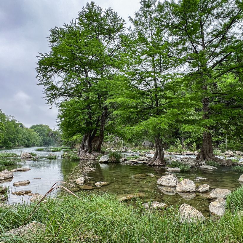 Suosypressi (siemenet) - Taxodium distichum (Kasvutapa)