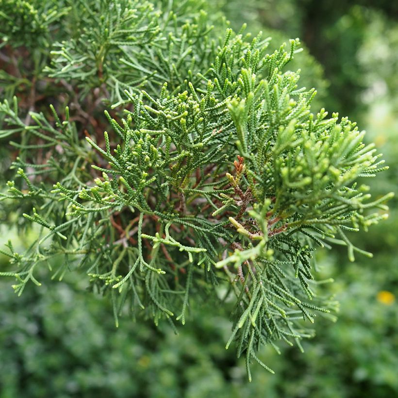 Välimerensypressi (siemenet) - Cupressus sempervirens (Lehvistö)