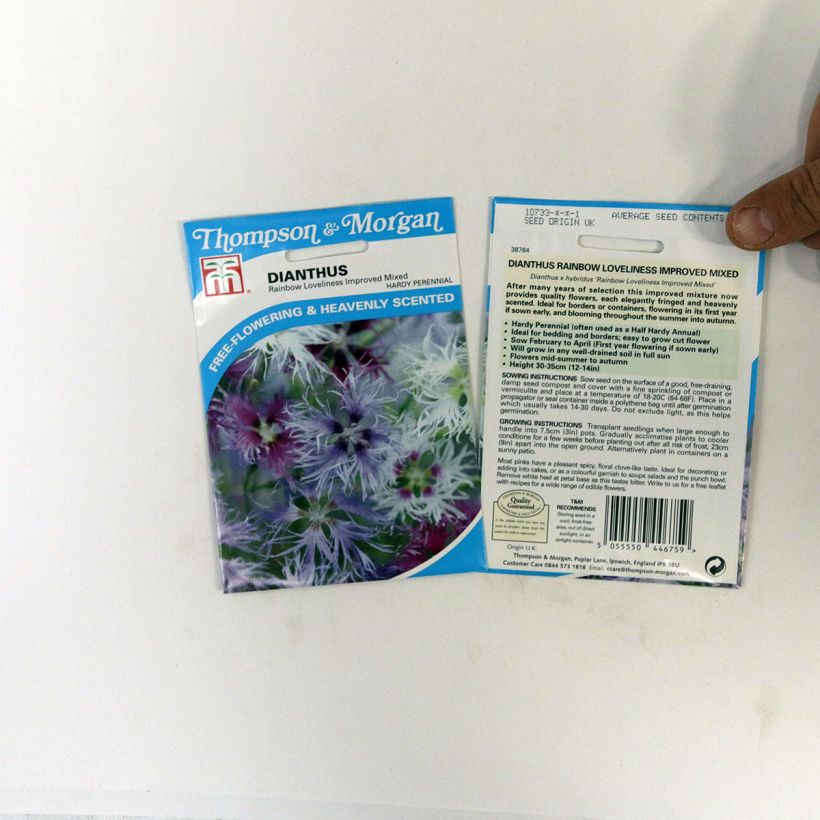 Esimerkki toimitetusta Neilikka Rainbow Loveliness Improved Mixed (siemenet) per pack of 30 seeds-taimesta