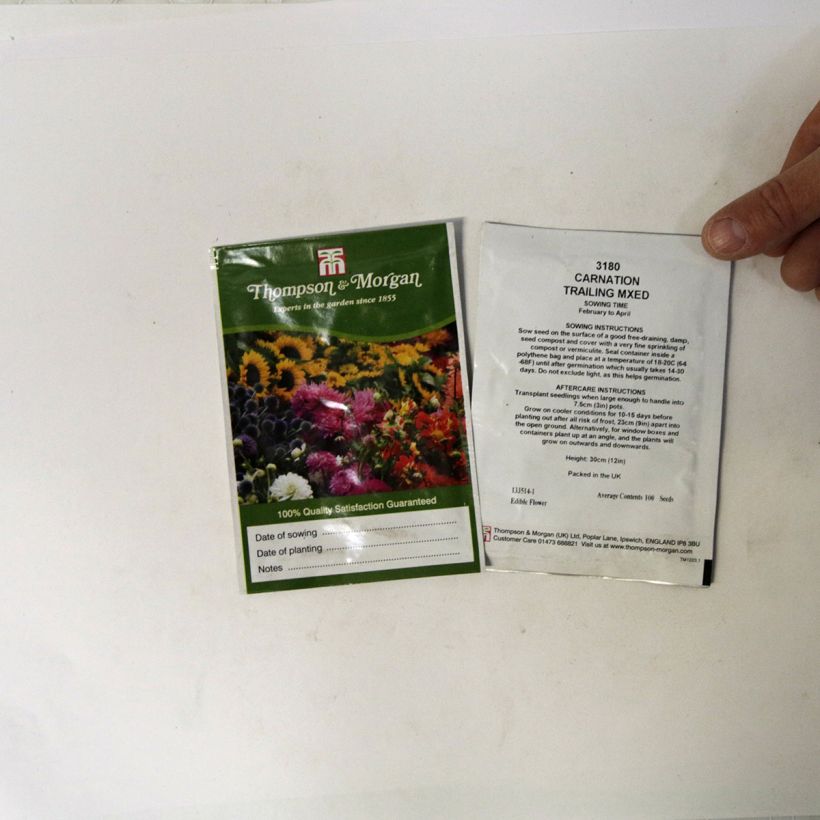 Esimerkki toimitetusta Tarhaneilikka Trailing Carnations Mixed (siemenet) per pack of 100 seeds-taimesta
