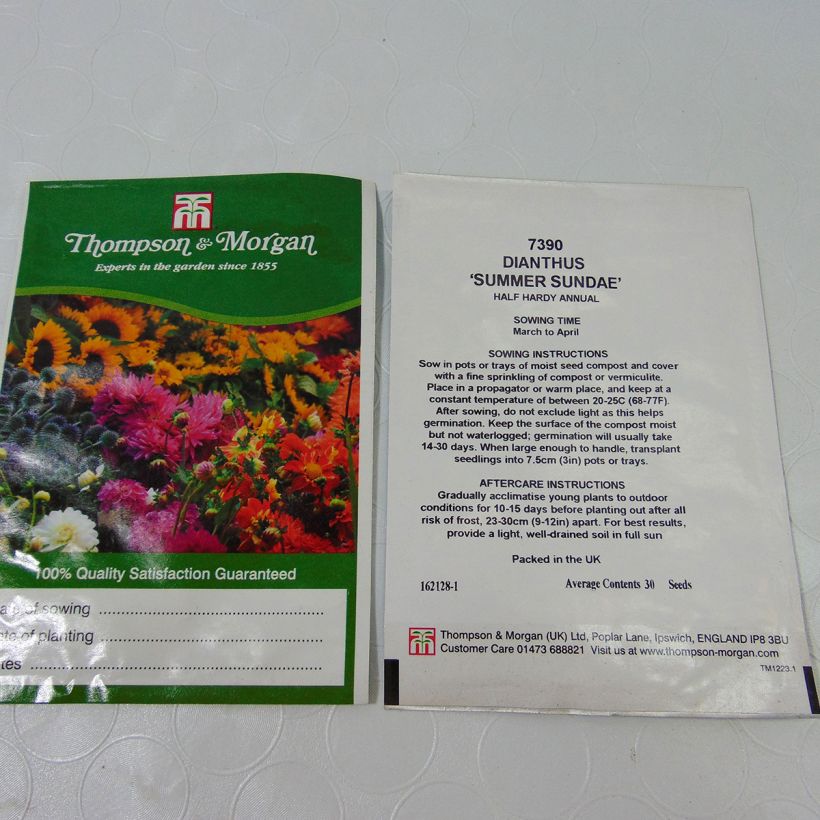 Esimerkki toimitetusta Harjaneilikka Summer Sundae (siemenet) per pack of 30 seeds-taimesta