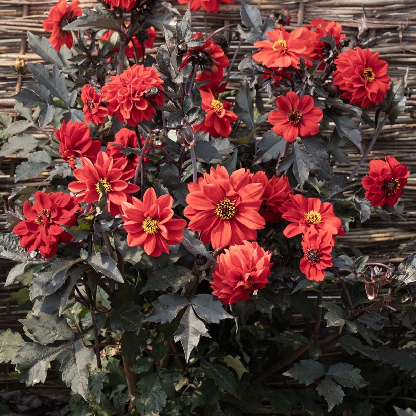 Koristedaalia Black Forest Ruby (Kukinta)
