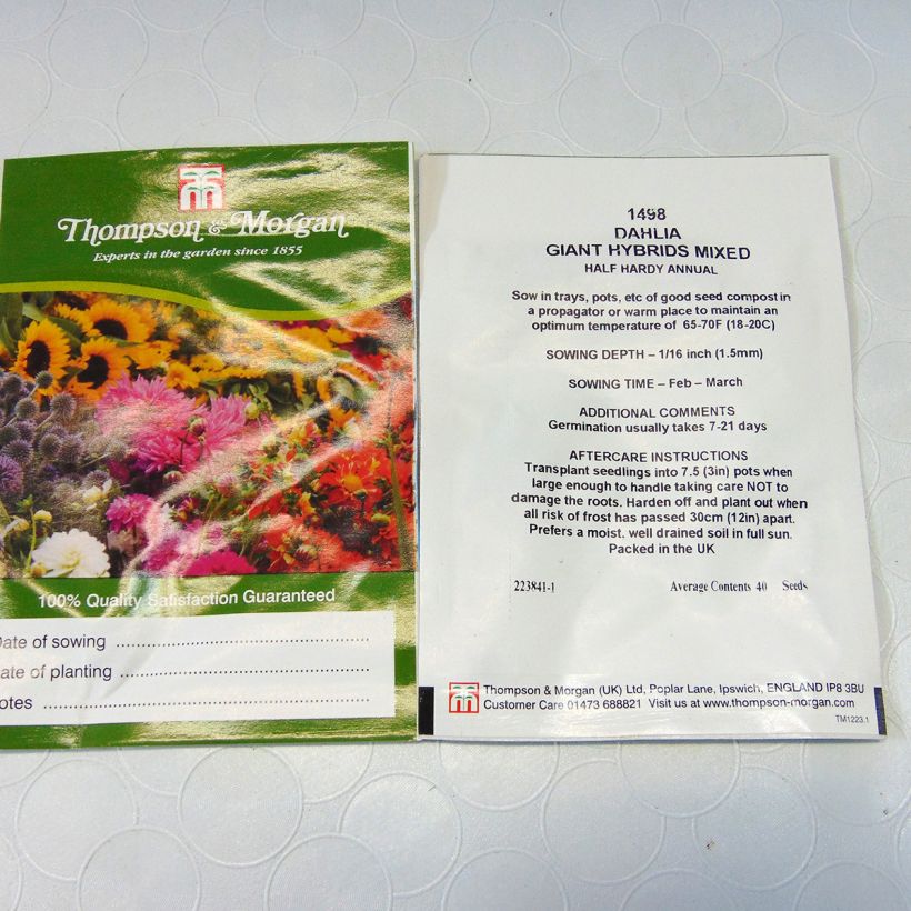 Esimerkki toimitetusta Koristedaalia Giant Hybrids Mixed 40 siemenen pussi-taimesta