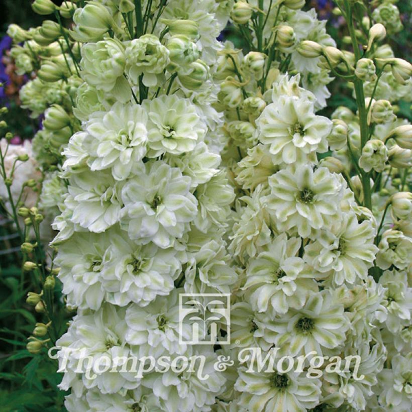 Ritarinkannus Green Twist (siemenet) (Kukinta)