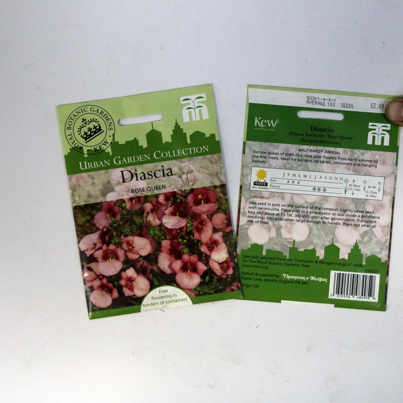 Esimerkki toimitetusta Mätäsdiana Rose Queen (siemenet) per pack of 550 seeds (0,15g)-taimesta