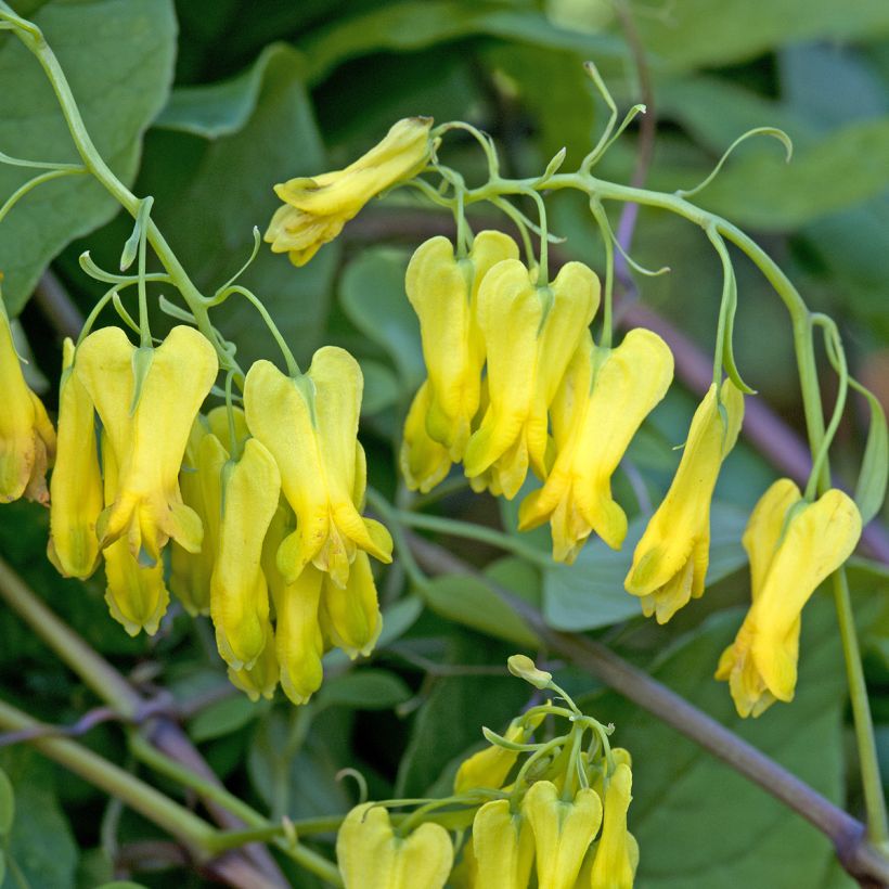 Dactylicapnos scandens Golden Tears (siemenet) (Kukinta)