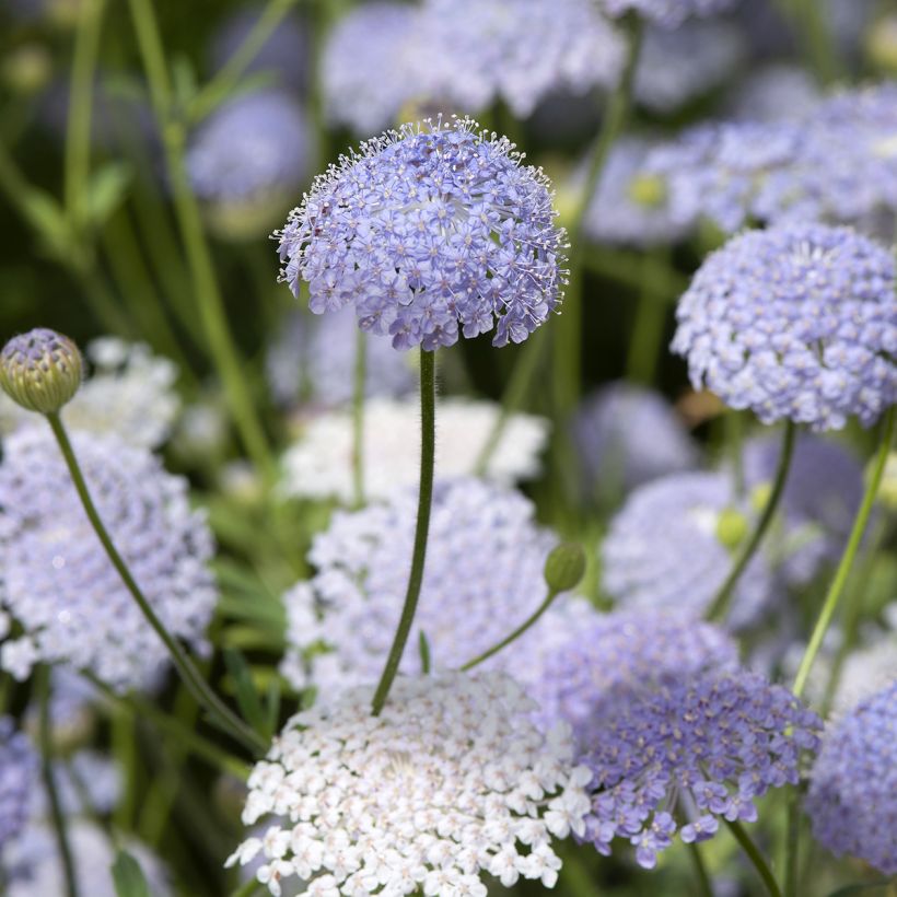 Trachymene coerulea Lace Blue (siemenet) (Kukinta)