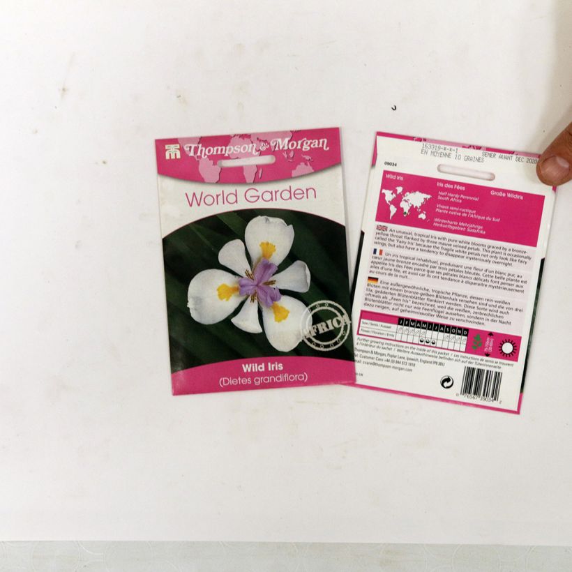 Esimerkki toimitetusta Dietes grandiflora (siemenet) per pack of 10 seeds-taimesta