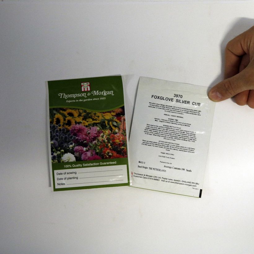 Esimerkki toimitetusta Sormustinkukka Silver Club (siemenet) per pack of 100 seeds-taimesta