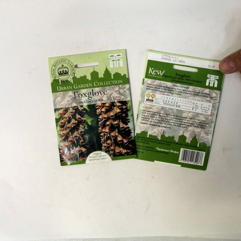 Esimerkki toimitetusta Tähkäsormustinkukka Milk Chocolate (siemenet) per pack of 100 seeds-taimesta