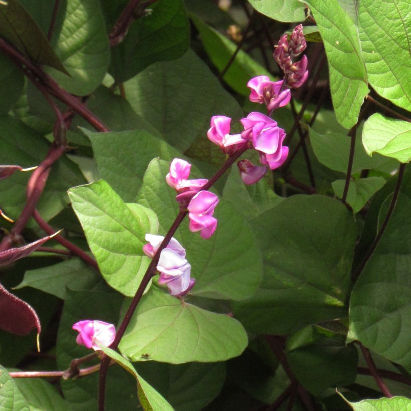 Hyasinttipapu Ruby Moon (siemenet) (Kukinta)