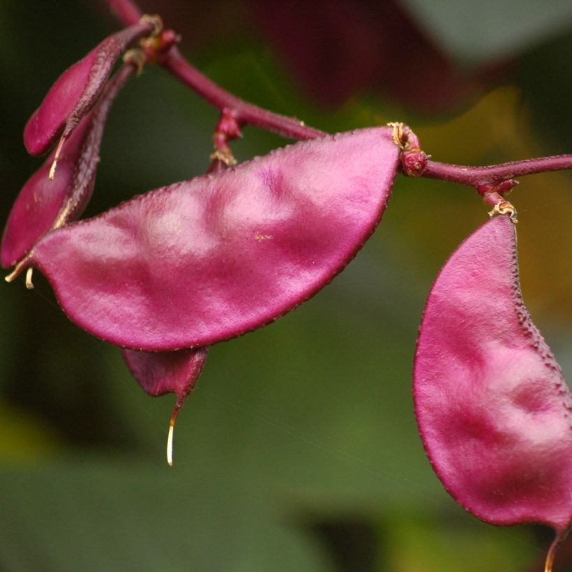 Hyasinttipapu Ruby Moon (siemenet) (Sadonkorjuu)