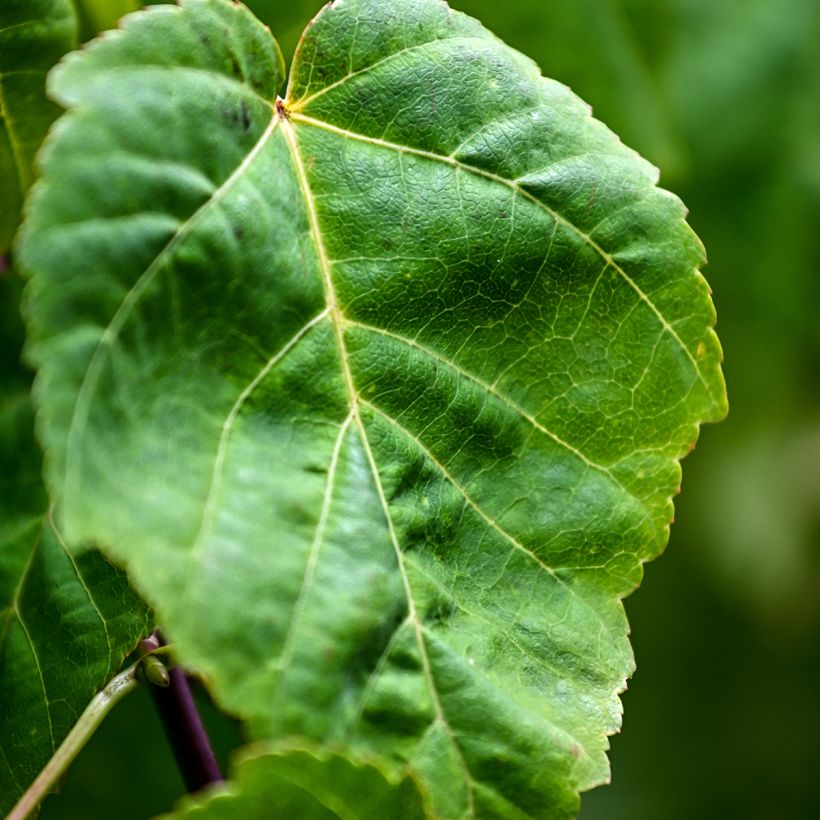 Davidinvaahtera (siemenet) - Acer davidii (Lehvistö)