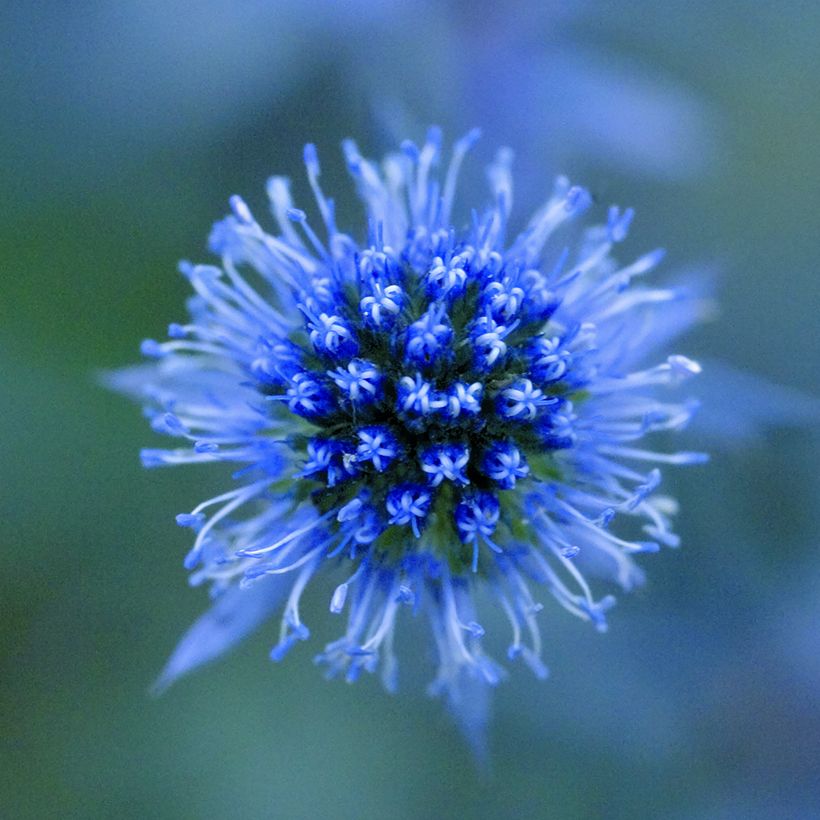 Sinipiikkiputki Blue Glitter (siemenet) (Kukinta)
