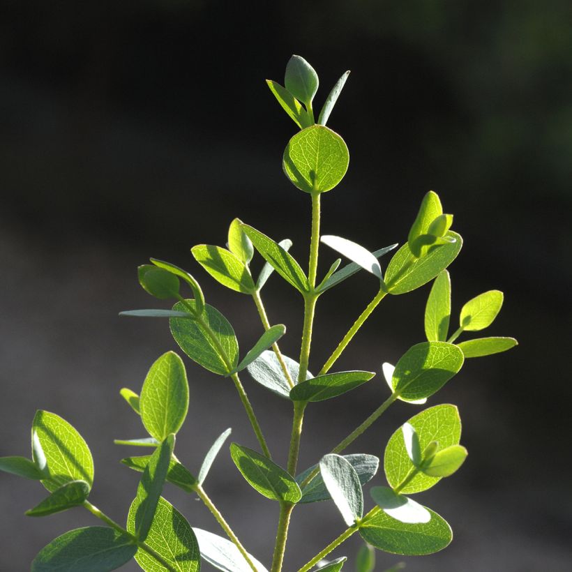 Utueukalyptus Boxwood (siemenet) (Lehvistö)