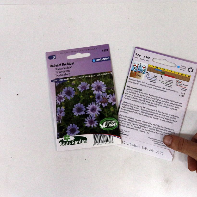 Esimerkki toimitetusta Nukkeasteri The Blues (siemenet) per pack of 140 seeds-taimesta