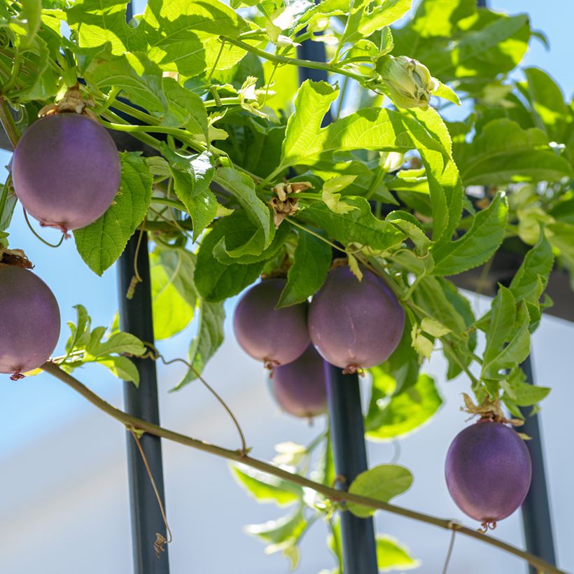 Punapassio (siemenet) - Passiflora edulis (Kasvutapa)