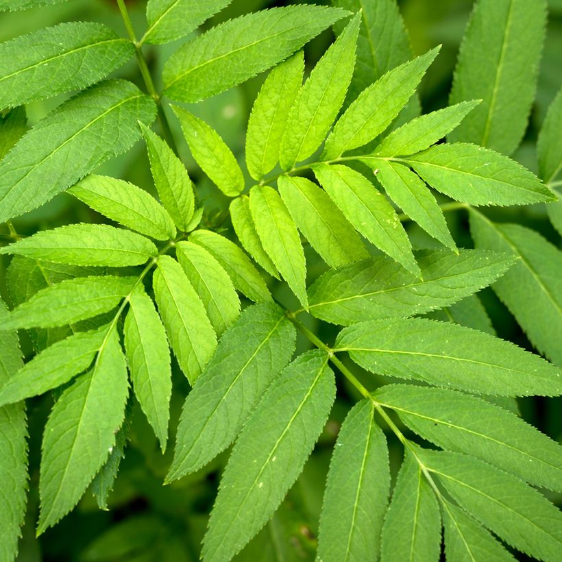 Saarni (siemenet) - Fraxinus excelsior (Lehvistö)