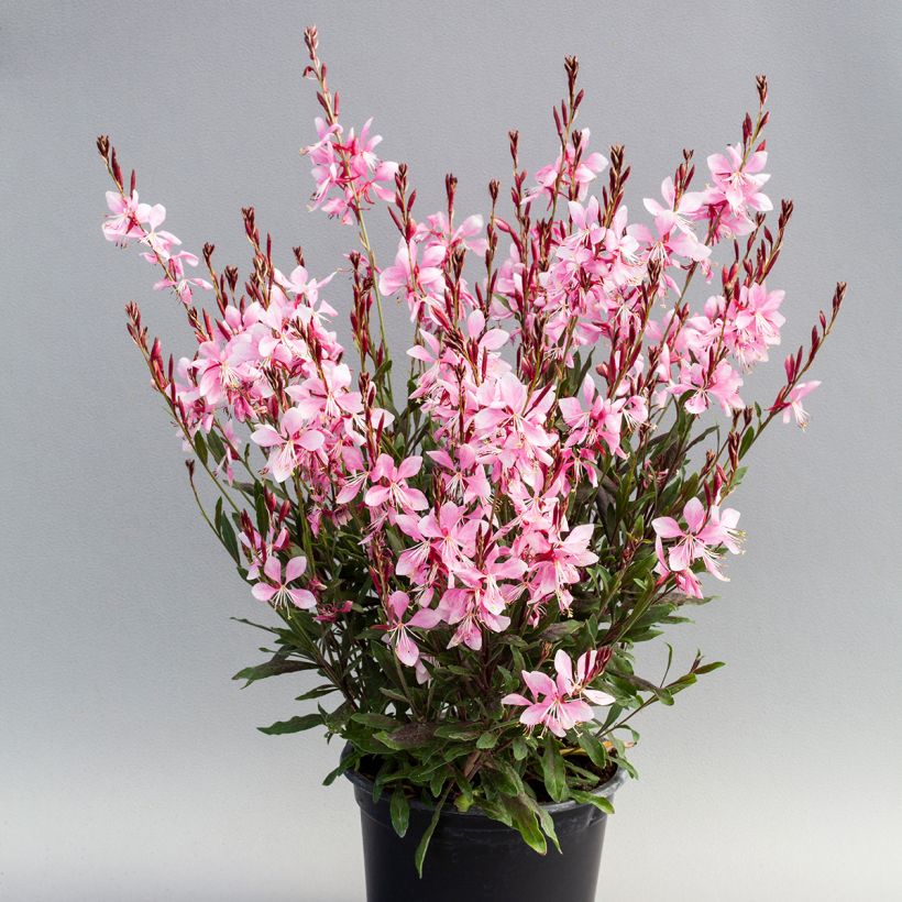 Sirokesäkynttilä Emmeline Pink Bouquet (siemenet) (Kasvutapa)