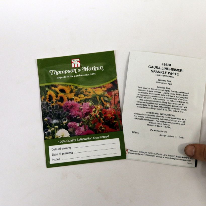 Esimerkki toimitetusta Sirokesäkynttilä Sparkle White (siemenet) per pack of 15 seeds-taimesta