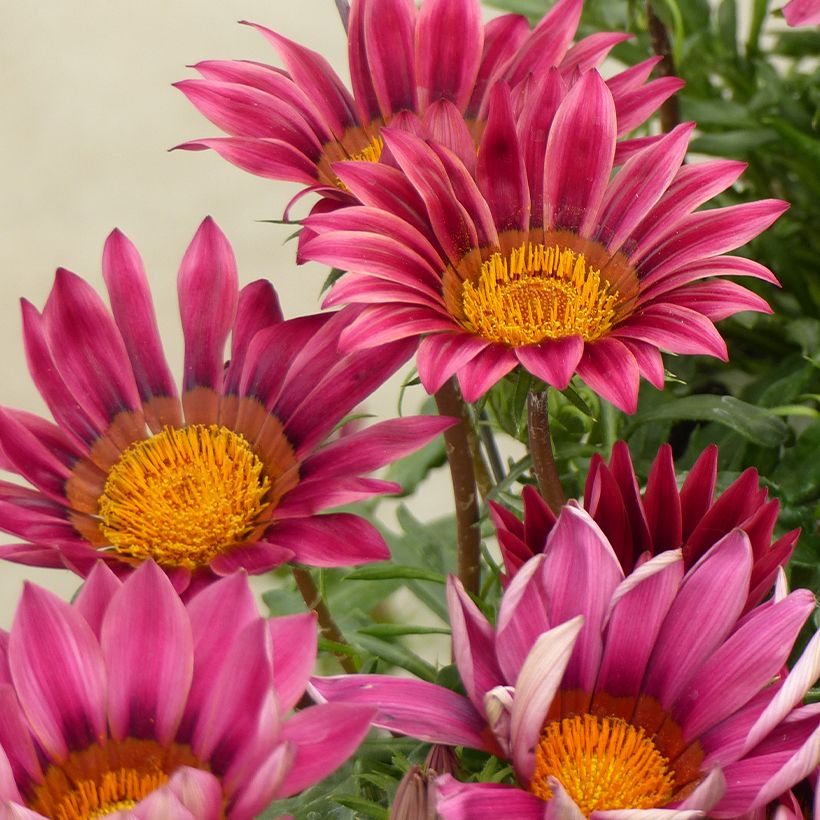 Timanttikukka Zany Pink (siemenet) (Kukinta)