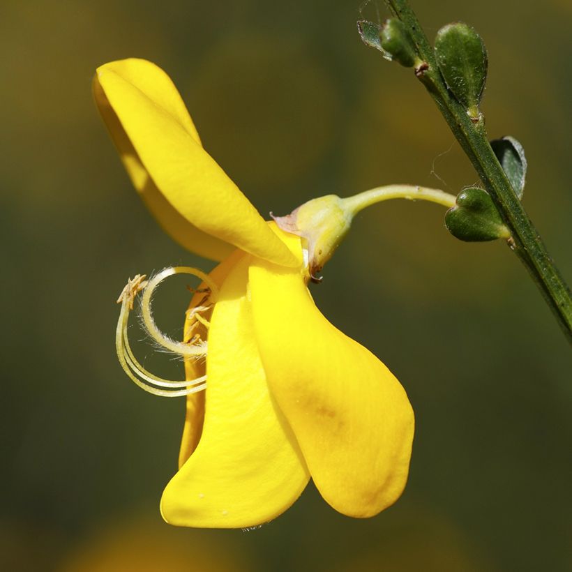 Jänönvihma (siemenet) - Cytisus scoparius (Kukinta)