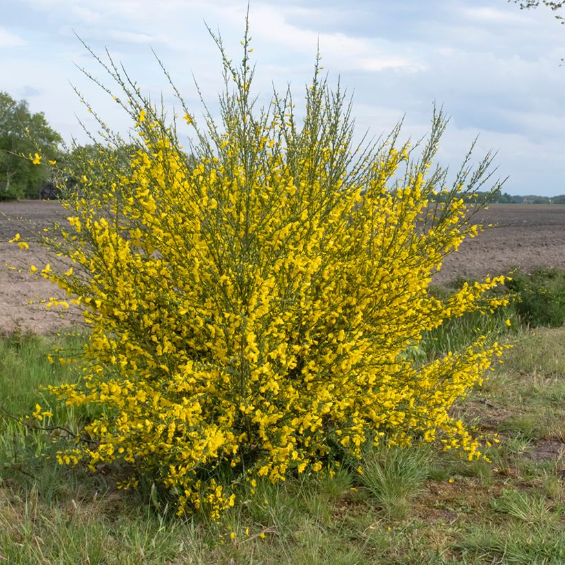 Jänönvihma (siemenet) - Cytisus scoparius (Kasvutapa)