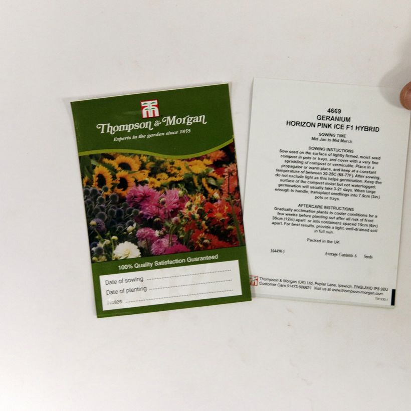 Esimerkki toimitetusta Vyöhykepelargoni Horizon Pink Ice F1 Hybrid 6 siemenen pussi-taimesta