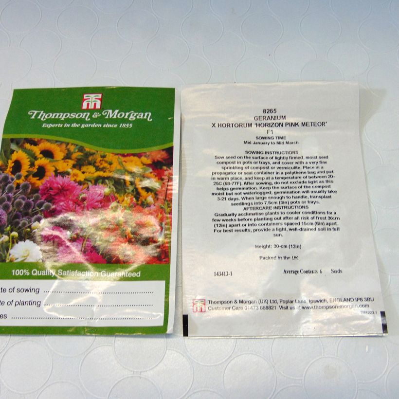 Esimerkki toimitetusta Vyöhykepelargoni Horizon Pink Meteor F1 Hybrid 6 siemenen pussi-taimesta
