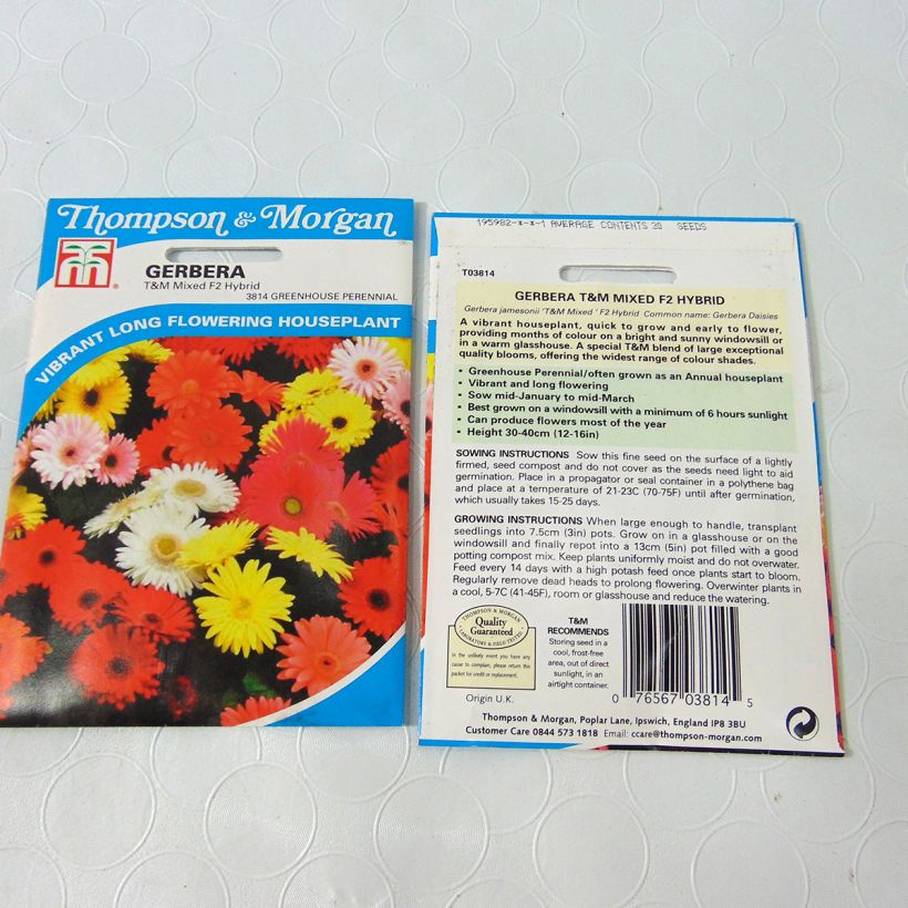 Esimerkki toimitetusta Gerbera jamesonii T&M Mixed Hybride F2 (siemenet) per pack of 50 seeds (0,1g)-taimesta