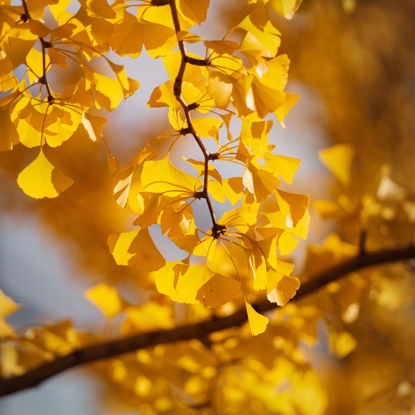 Neidonhiuspuu (siemenet) - Ginkgo biloba (Lehvistö)