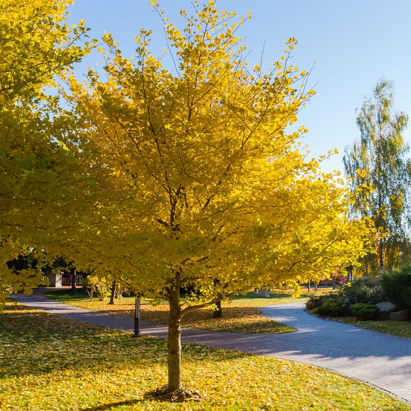 Neidonhiuspuu (siemenet) - Ginkgo biloba (Kasvutapa)