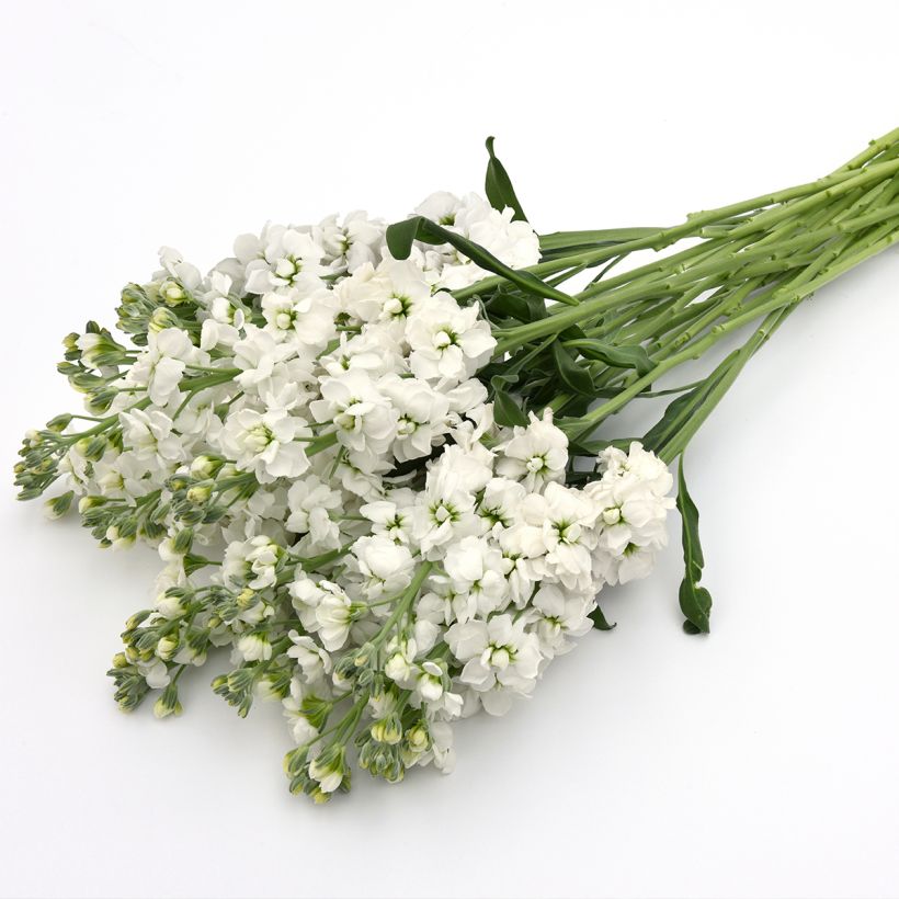 Kesäleukoija Katz Hi double White (siemenet) (Kukinta)
