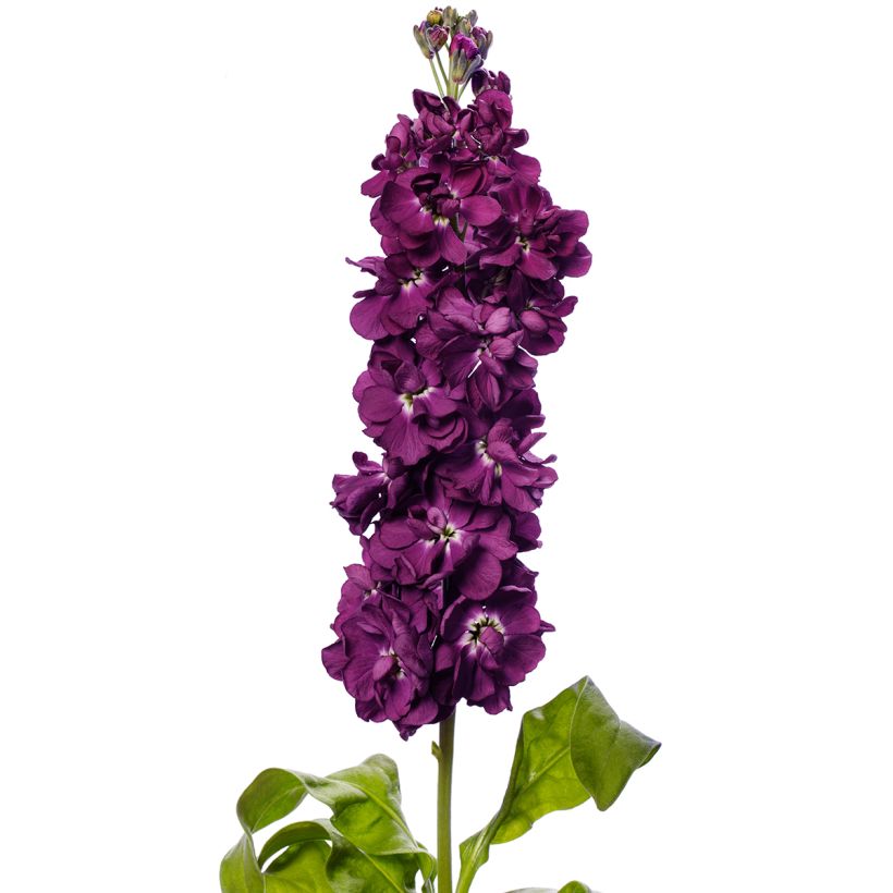 Kesäleukoija Milla Aubergine (siemenet) (Kukinta)