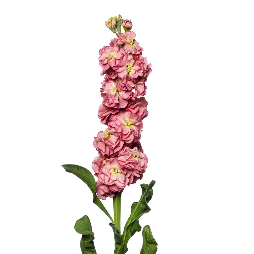 Kesäleukoija Stox Antique Rose (siemenet) (Kukinta)
