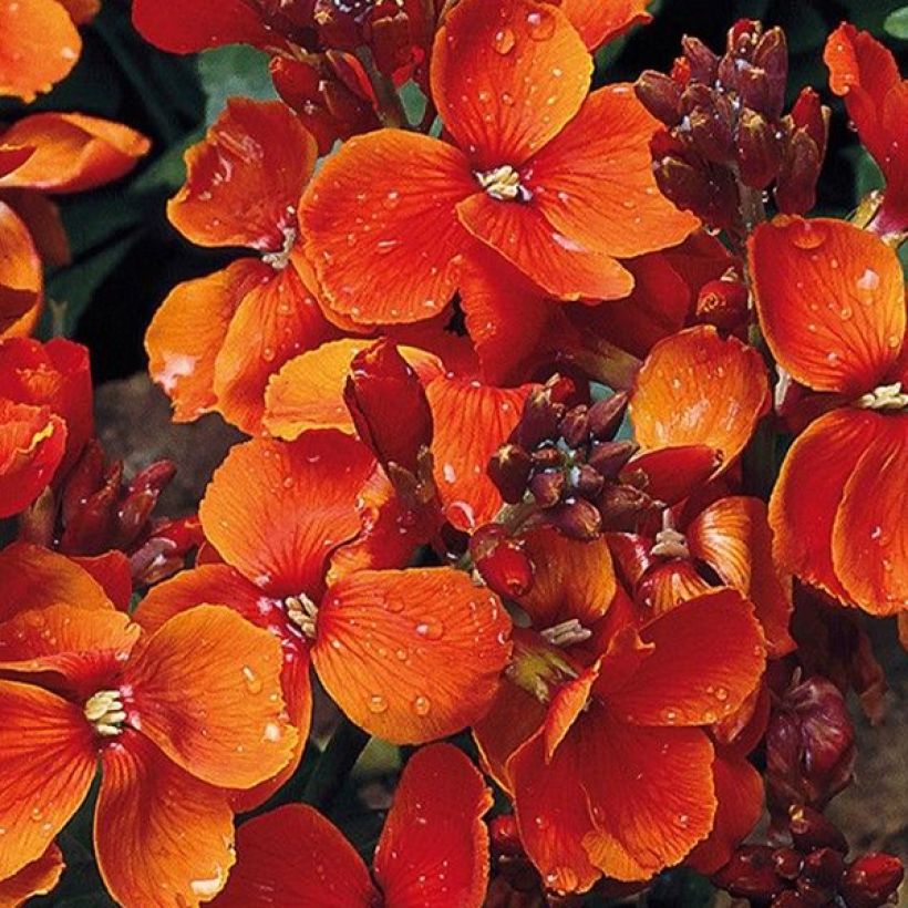 Kultalakka Bedder Scarlet (siemenet) (Kukinta)