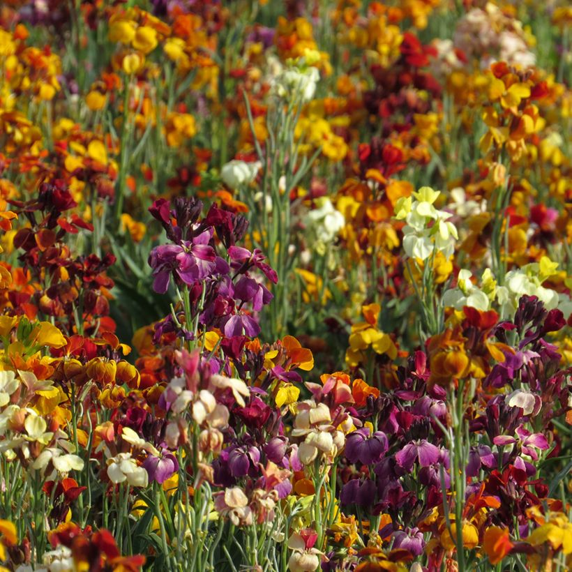 Kultalakka (siemenet) - Erysimum x cheiri (Kasvutapa)