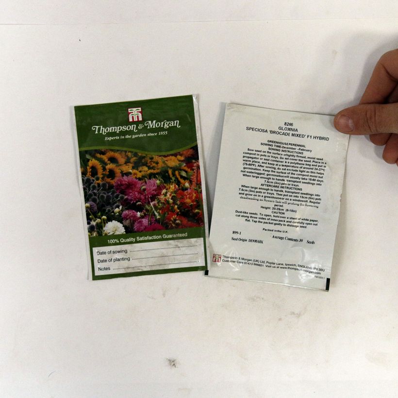 Esimerkki toimitetusta Sinningia Brocade Double Mixed F1 Hybrid (siemenet) per pack of 30 seeds-taimesta