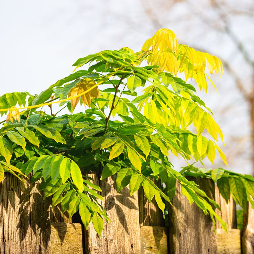Kiinansinisade (siemenet) - Wisteria sinensis (Lehvistö)