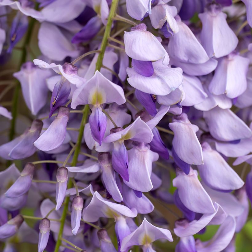 Kiinansinisade (siemenet) - Wisteria sinensis (Kukinta)