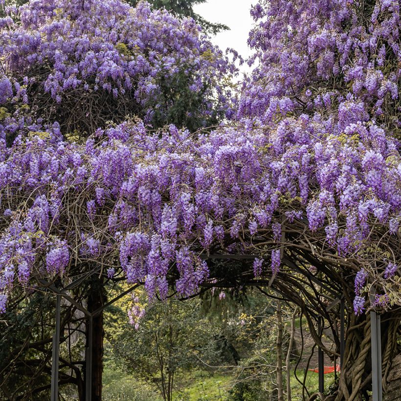 Kiinansinisade (siemenet) - Wisteria sinensis (Kasvutapa)