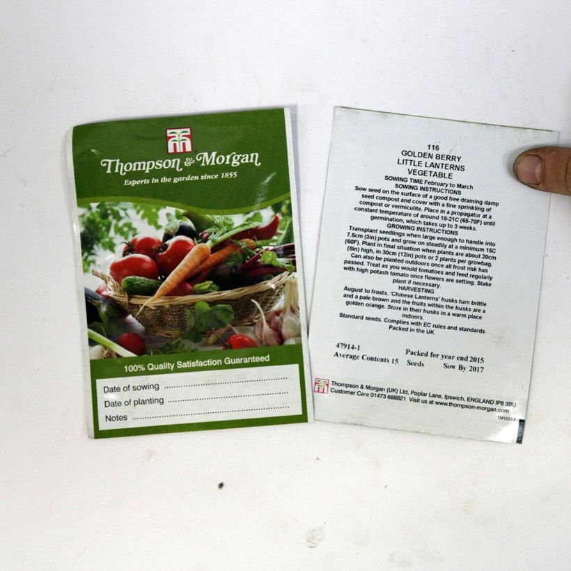Esimerkki toimitetusta Karviaiskoiso Golden Berry Little Lanterns (siemenet) per pack of 15 seeds-taimesta